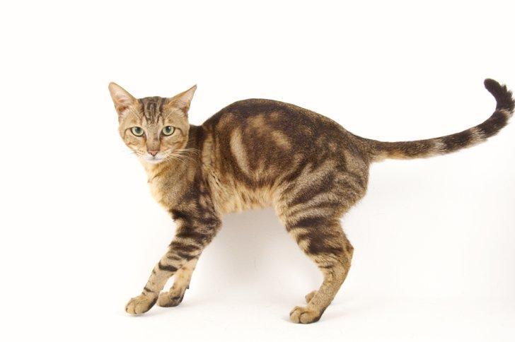 rare cat breeds