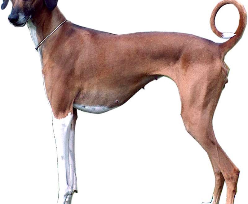 rare dog breeds