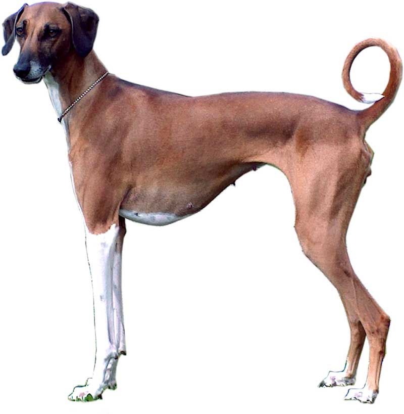 rare dog breeds