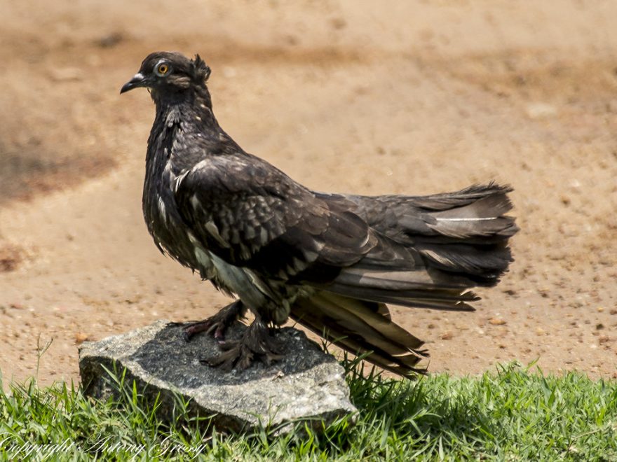 rare pigeon breeds