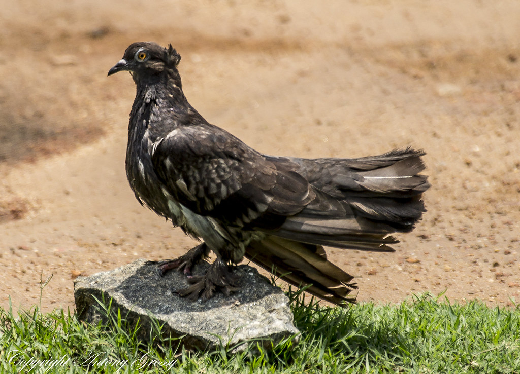 rare pigeon breeds