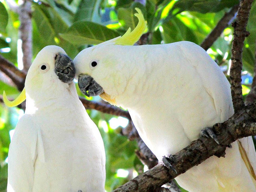 Cockatoos