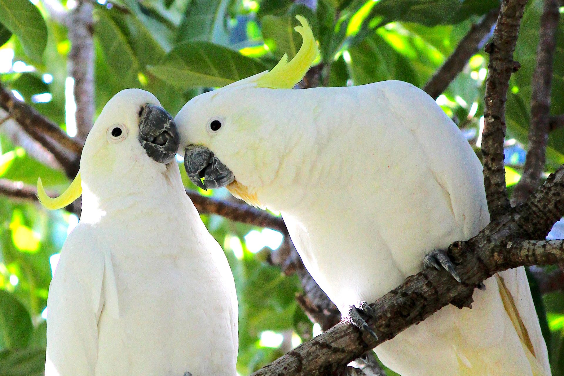 Cockatoos