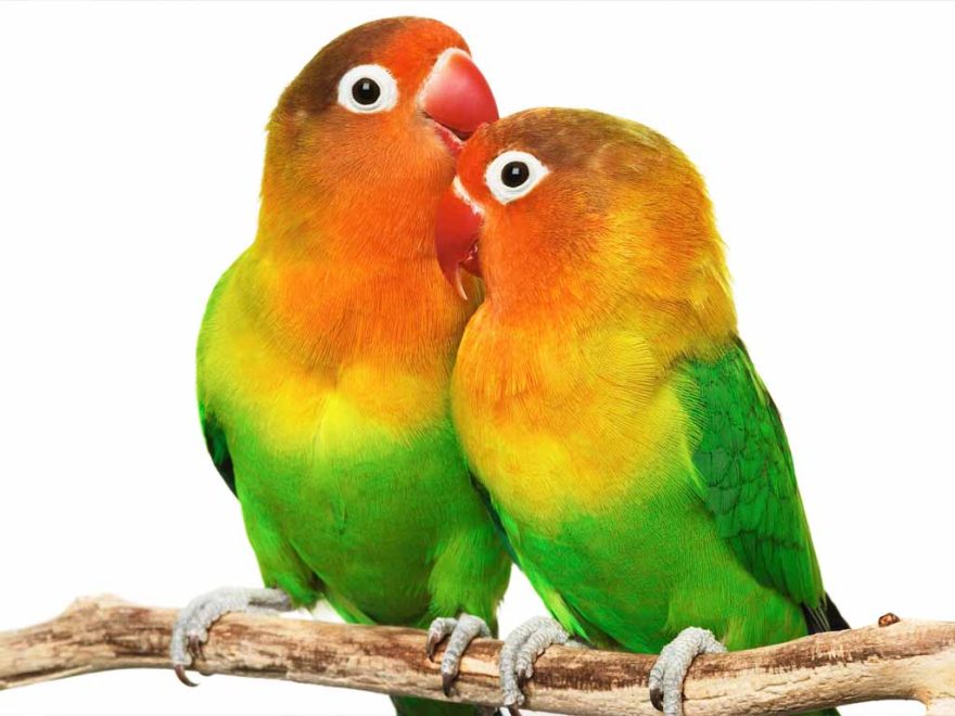 Lovebirds parrots