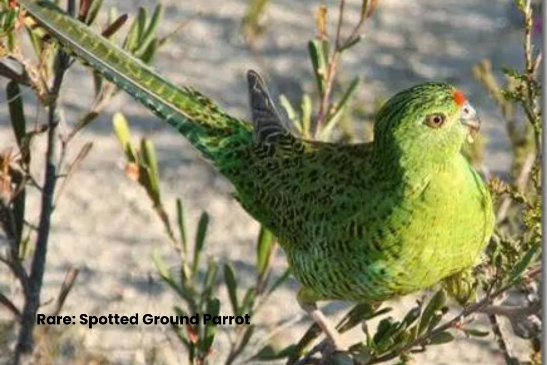 Spotted Ground Parrot