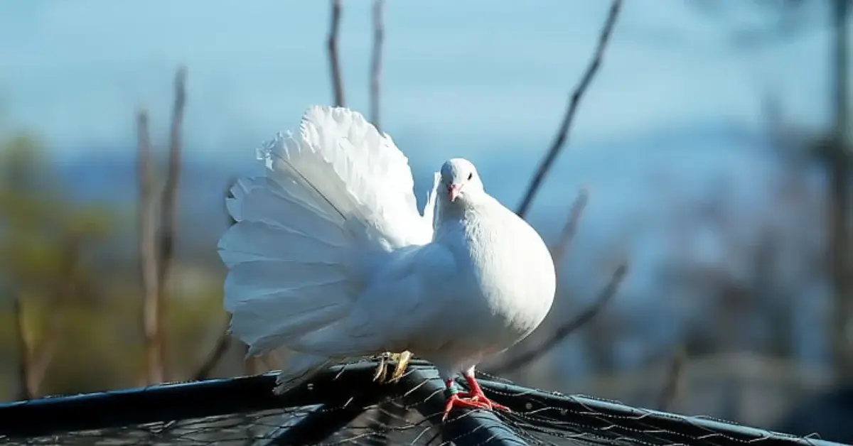 Fantail Pigeon