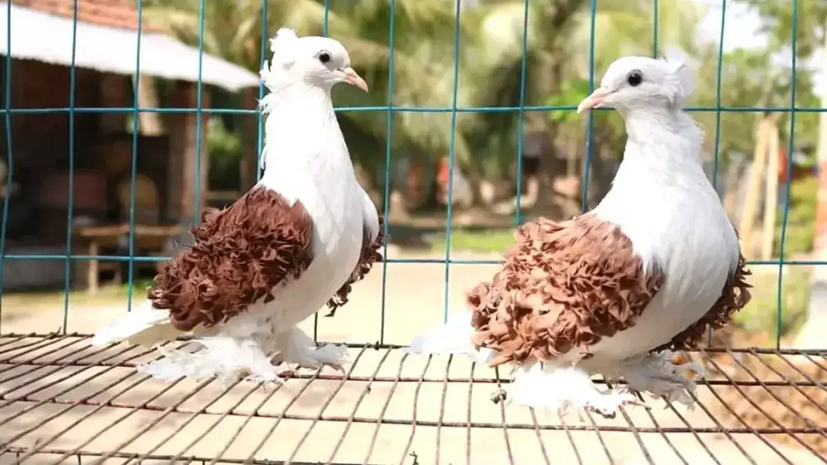 Frillback Pigeon