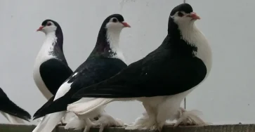 Lahore Pigeon