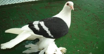 Saxon Shield Pigeon