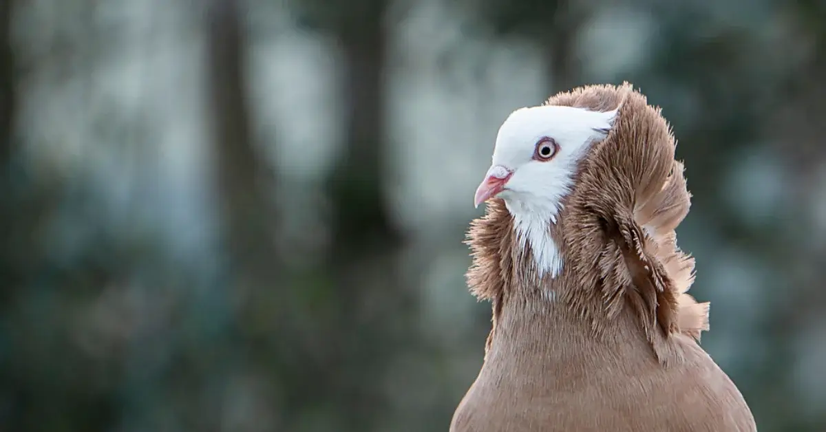 jacobin pigeon